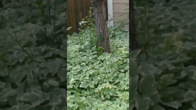 Pika Braves the never ending Forrest of our backyard смотреть онлайн