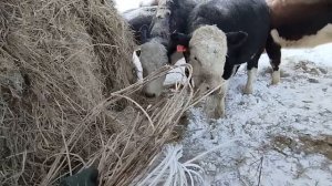 Копаем коров и #02 Полезная программа для агрономов