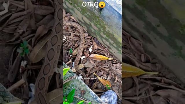 Unseen Snake ever || Kumaon Region #shorts смотреть онлайн