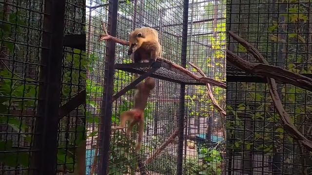 Тайган: гамадрил Люся на природе #shorts #taigan #гамадрил Люся смотреть онлайн