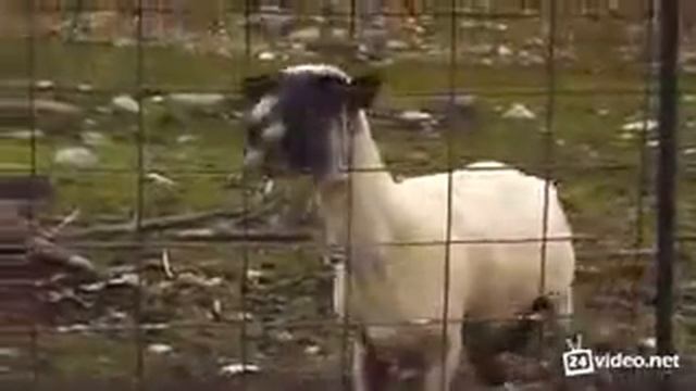 Goat yells коза поет смотреть онлайн