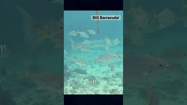 BIG barracuda! #travel #snorkeling #barracuda смотреть онлайн