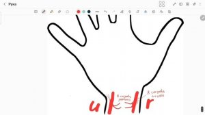 14. Топография кисти. Часть 1.