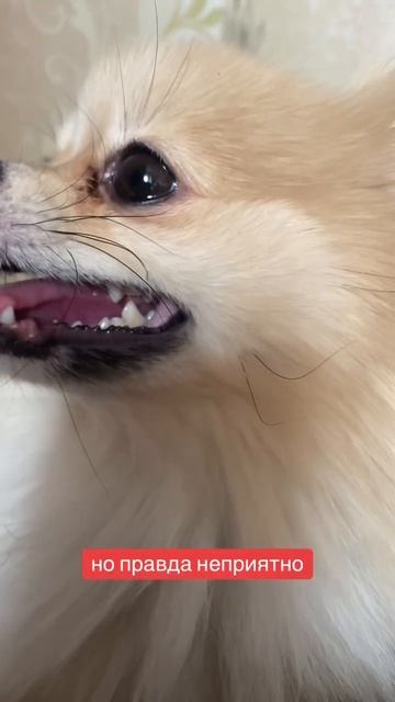 ШПИЦ ИЗДЕВАЕТСЯ😭 #pomeranian #шпиц #померанскийшпиц #немецкийшпиц смотреть онлайн