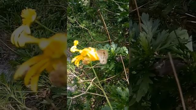 Fauna, Insects in Pine Forest, Baguio смотреть онлайн