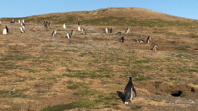 PENGUINS FROM THE END OF THE WORLD – Isla Magdalena, Strait of Magellan, South of Chile смотреть онлайн