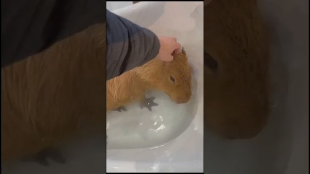 Капибара релакс 🧖♀️ смотреть онлайн