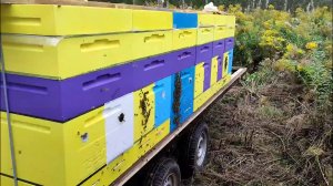 Моя первая кочевка (золотарник 2024)