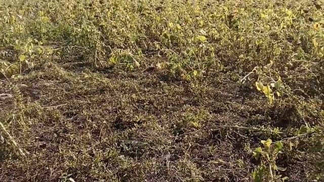 №42 Подсолнечник - что с ним не так? смотреть онлайн