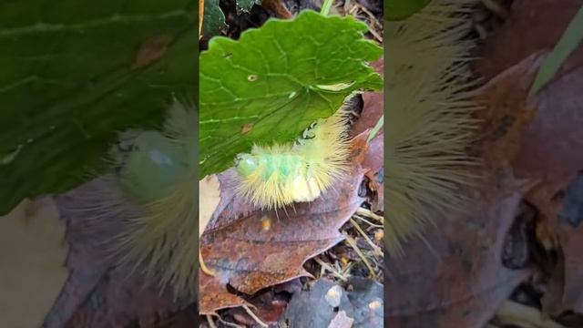 Pale Tussock Moth (Calliteara pudibunda) – adult смотреть онлайн