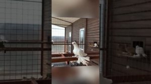 Узбекские голуби Кептерлер Pigeons