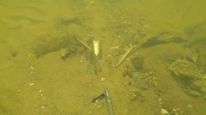 НЕПРИЯТНАЯ ВСТРЕЧА С БОБРОМ!!! НА ПОДВОДНОЙ РЫБАЛКЕ!!!