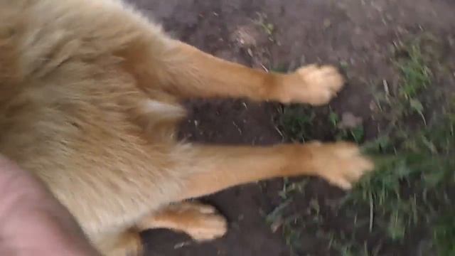 Цезарь смотреть онлайн