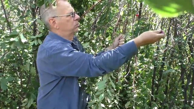 За малиной смотреть онлайн