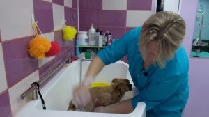 Шпиц - уход, содержание, груминг. Руководство пользователя.