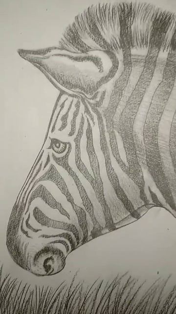 zebra drawing || zebra art || zebra shading #shorts #youtubeshort #trending смотреть онлайн