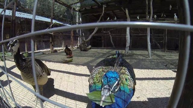 Машка на отдыхе. Masha on vacation. смотреть онлайн