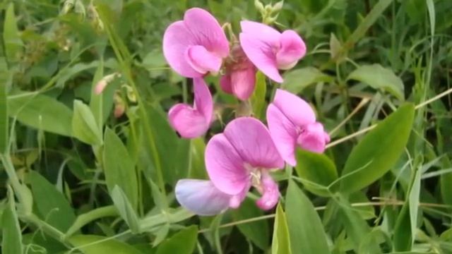 autrice foto e video Delia Smit Bonazzoli -papaveri e fiori di campo смотреть онлайн