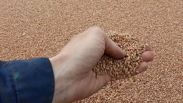 Посевная: "Омички" в деле. КолХОЗ с НУЛЯ терпит убытки... №19 смотреть онлайн