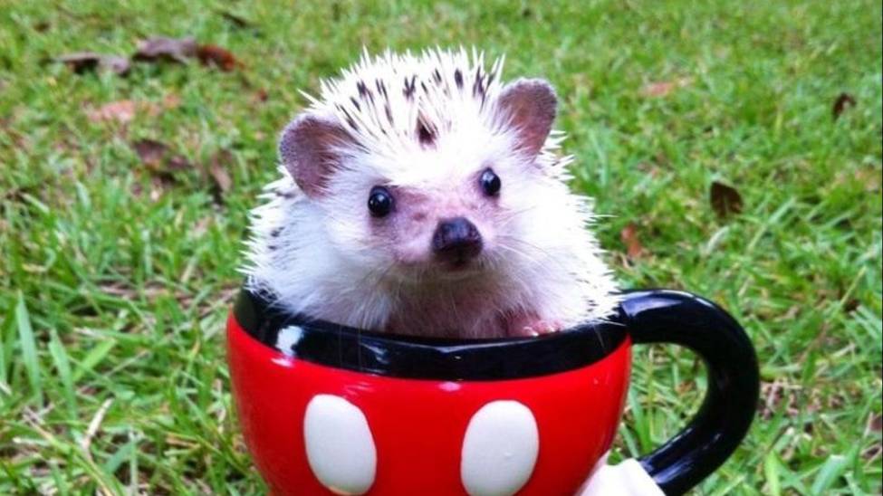 2 февраля Международный День ежа смотреть онлайн