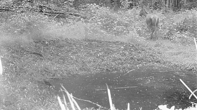 Jelenie i burza w tle | Storm in the woods | Буря в лесу | Vihar az erdőben | Олуја у шуми смотреть онлайн