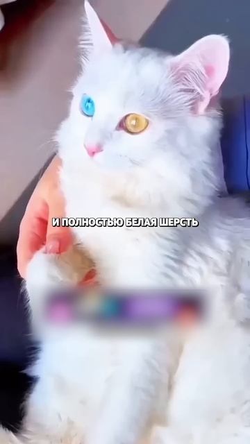 Самые дорогие кошки в Мире #деньги смотреть онлайн