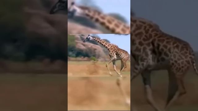 Africa Wild Animals - Wild Animals - Animal World #158 смотреть онлайн