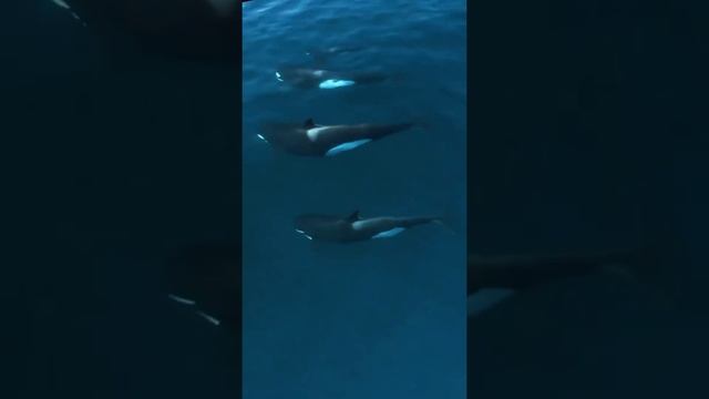 Killar whale // whale // whale stetus // big killar whale fish sea // sea // many killar whale смотреть онлайн
