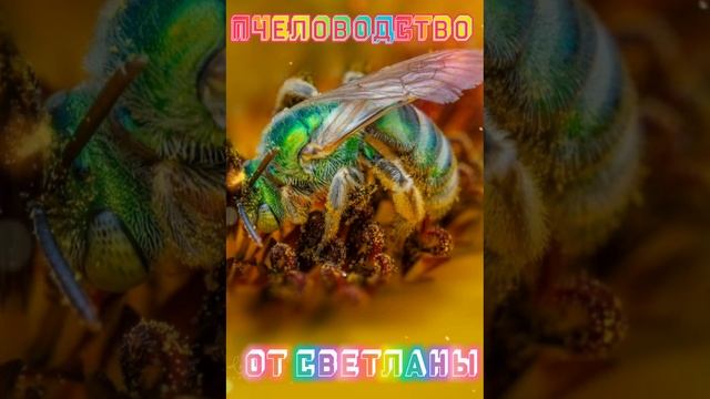 МОИ ЛЮБИМЫЕ ПЧЕЛКИ! 🍯🌸🐝🏵️🌺🐝💮🥀🌻🐝 смотреть онлайн