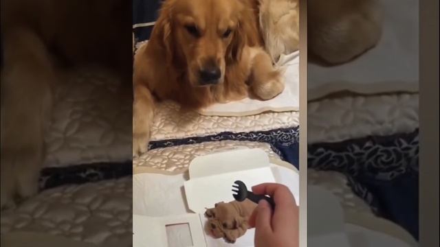 Funny DOG reaction to cake cutting #shorts смотреть онлайн