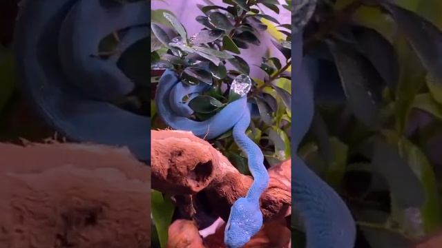 All #blue #viper  #bluesnake #insane #fyp #foryoupage #venomous #deadly #pet #animals #shorts смотреть онлайн