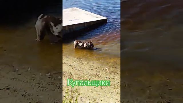 Наслаждаемся теплыми деньками #dog #dreams #puppy #bulldog #funny #щенок #mydogs смотреть онлайн