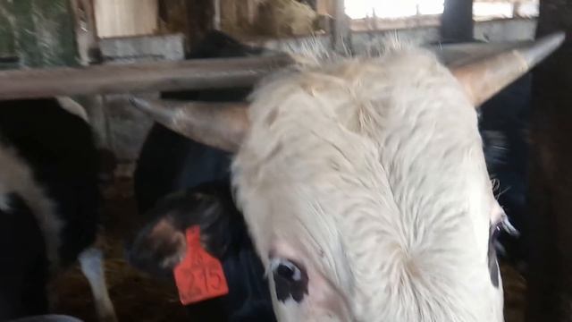 Результаты откорма с НУКЛЕОПЕПТИДОМ. Новый стимулятор роста или миф? №13 смотреть онлайн