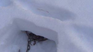 УСТАНОВКА КАПКАНА НА ЛИСИЦУ ПОД СЛЕД.