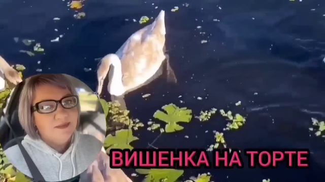 ГАГО ЗАМЕТАЕТ СЛЕДЫ. VREDINA LIFE. ОБЗОР. смотреть онлайн