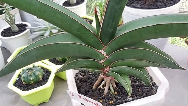 Sansevieria Robusta