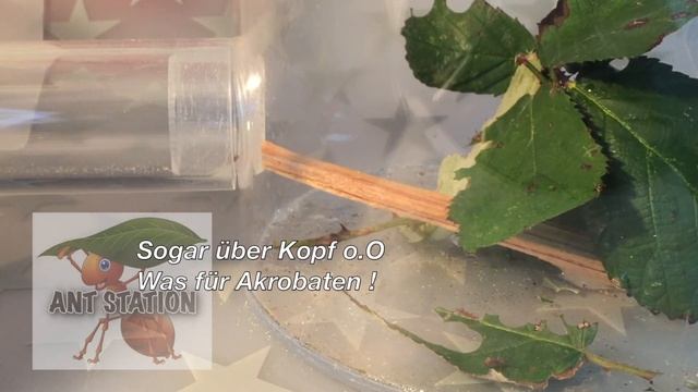 Atta Update #2 - Atta cephalotes beim Blätter schneiden und abtransportieren смотреть онлайн