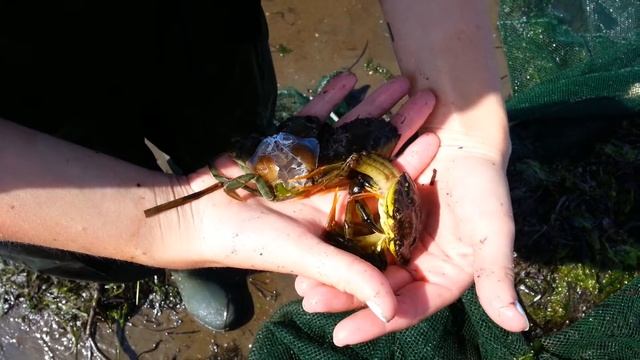 Green crab / Crabe vert (Carcinus maenas) смотреть онлайн