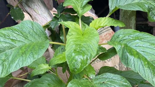 Visiting my Father’s Coffee farm in the Blue mountains || Survival at its best.