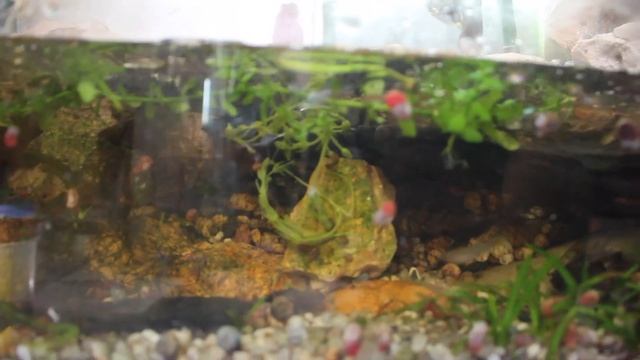 Como Reproducir Gammarus Alimento Vivo para Bettas смотреть онлайн