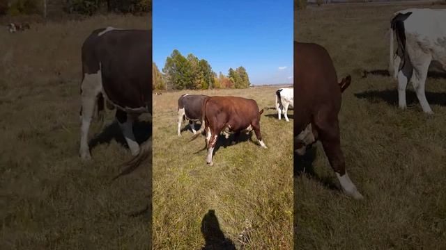 большие быки год год полтора смотреть онлайн