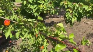 сорт абрикос "Вандер Кот".