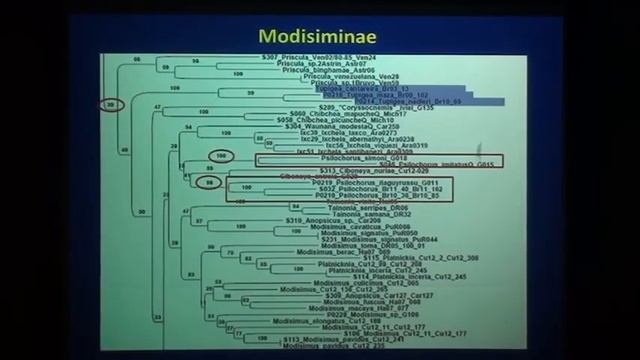Diversidad de arañas de la familia Pholcidae смотреть онлайн