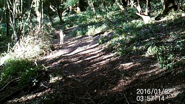 Victure trail cam HC400 Deer film 2 смотреть онлайн