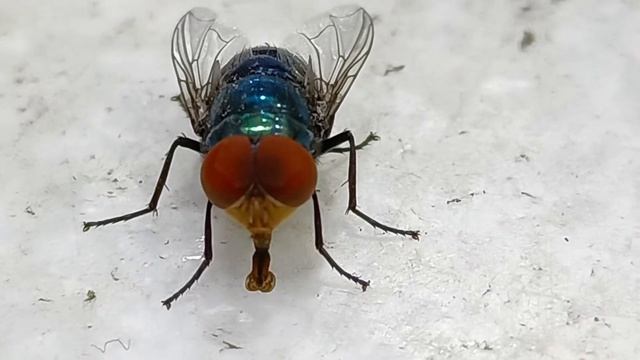 Housefly Eating смотреть онлайн