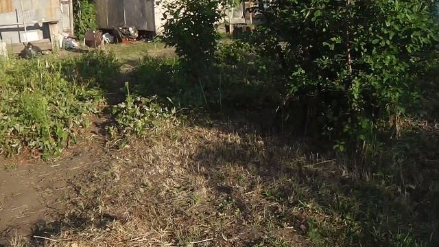 Динозавр на даче. Поиск костей динозавра на нашей даче. Матвей ищет останки динозавра. Наша дача. смотреть онлайн