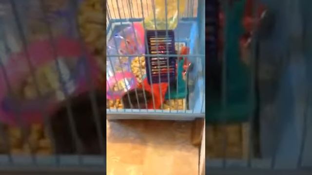 Хомяки моей подруги! смотреть онлайн