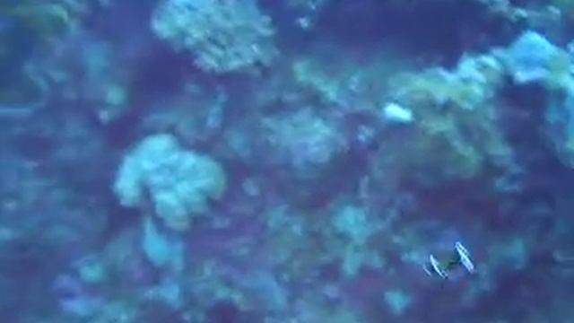 Flatworm floating смотреть онлайн