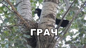 Грач. Голоса птиц. Гнездо грачей на дереве. Птицы России весной в лесу.