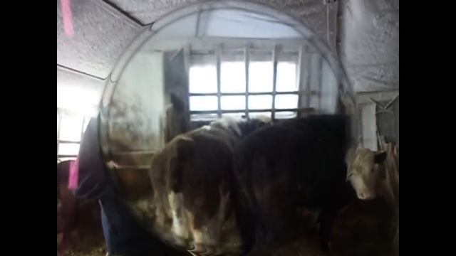 Герефорды vs Черно пестрые. Сравнение мясного и молочного скота на откорме часть 1 смотреть онлайн